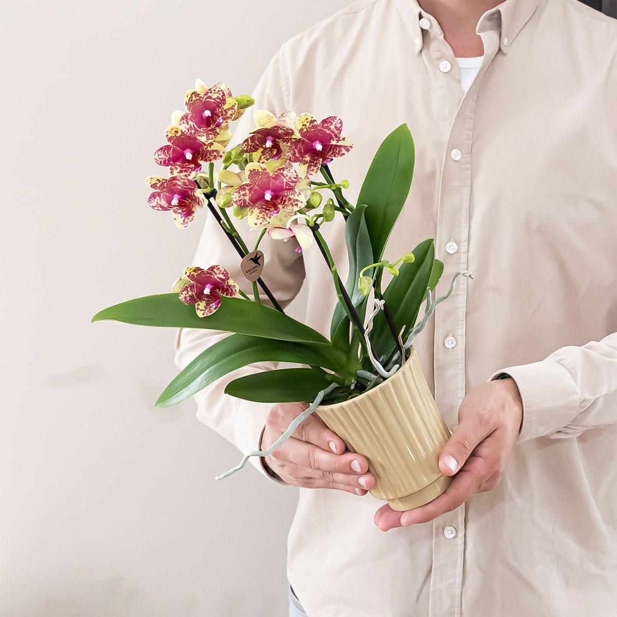 Orange – Gelbe Phalaenopsis Orchidee – Grosseto – Ø9cm – Exotische Blühende Zimmerpflanze mit 2-3 kräftigen Trieben-3