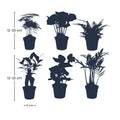 Pflanzenset Grün – 6 Zimmerpflanzen Ø6cm – Mix aus Asparagus, Coffea Arabica, Farn, Ficus Ginseng, Efeu & Bergpalme-1