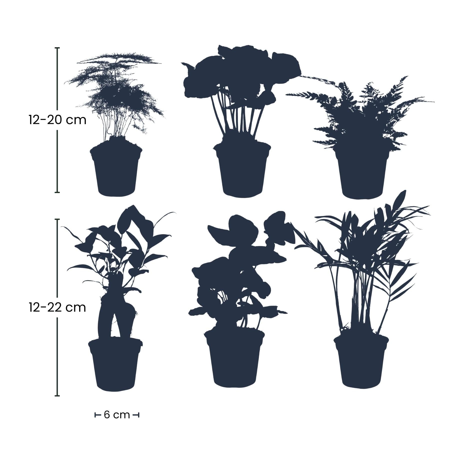 Pflanzenset Grün – 6 Zimmerpflanzen Ø6cm – Mix aus Asparagus, Coffea Arabica, Farn, Ficus Ginseng, Efeu & Bergpalme-1