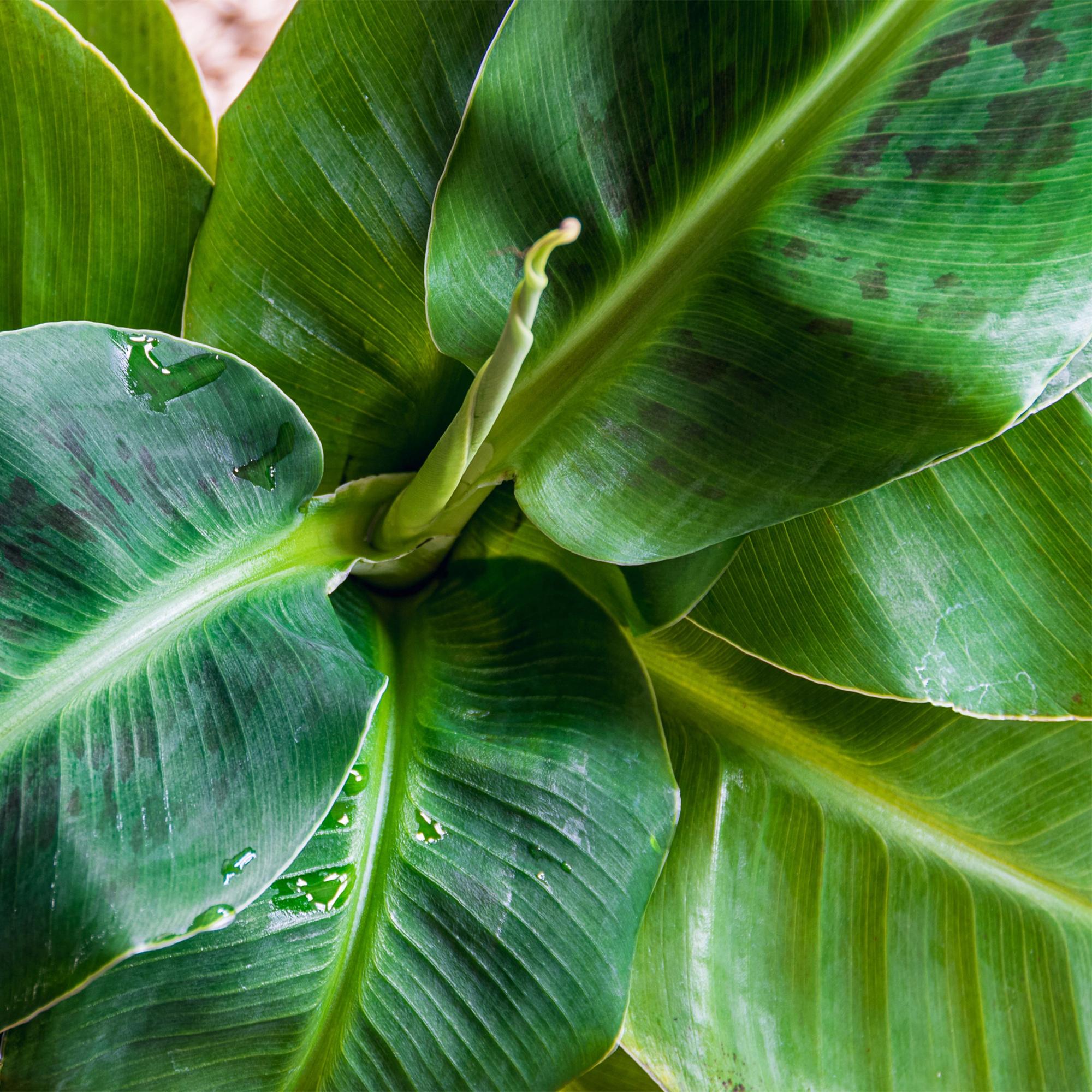 Bananenpflanze Musa acuminata Dwarf Cavendish – 70-75cm – 21cm – pflegeleicht-4