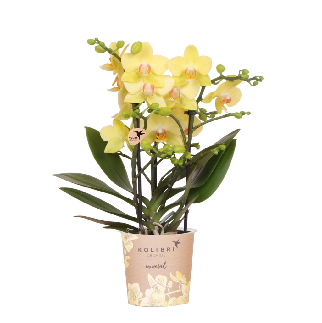 Gelbe Phalaenopsis Orchidee 'Albenga' – Ø9cm – Zimmerpflanze mit 2-3 Blütenstielen – Lange Blütezeit – Pflegeleicht – Direkt vom Züchter-0