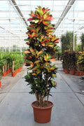 Codiaeum Iceton – Kroton Zimmerpflanze 230cm – XXL Grünpflanze mit bunten Blättern – Tropische Großpflanze für Wohnzimmer Büro & Wintergarten-0