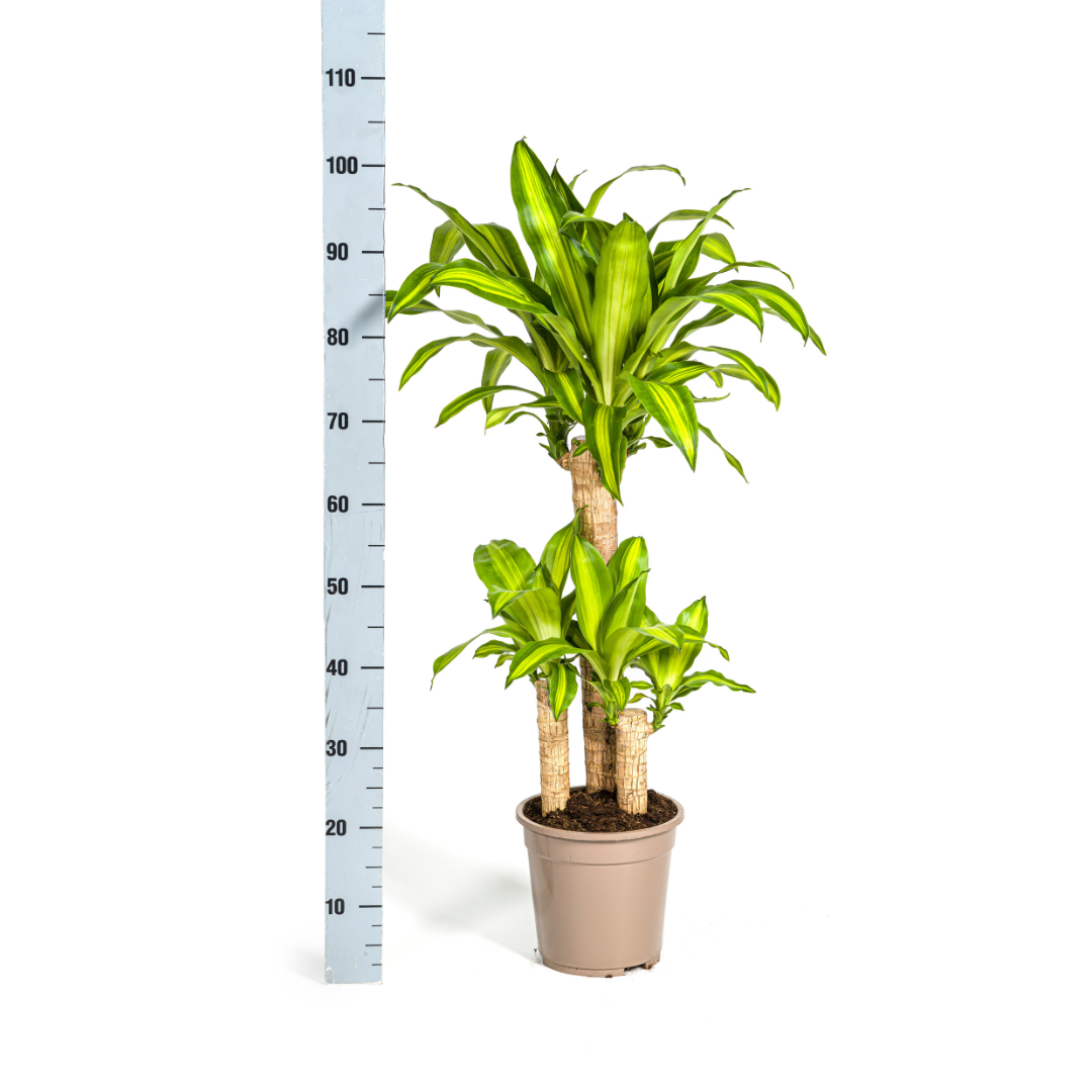 Drachenbaum – Dracaena Fragrans Massangeana – Zimmerpflanze – Tropisches Flair – Luftreinigend – Ø21cm – Höhe 90-110cm – Pflegeleicht