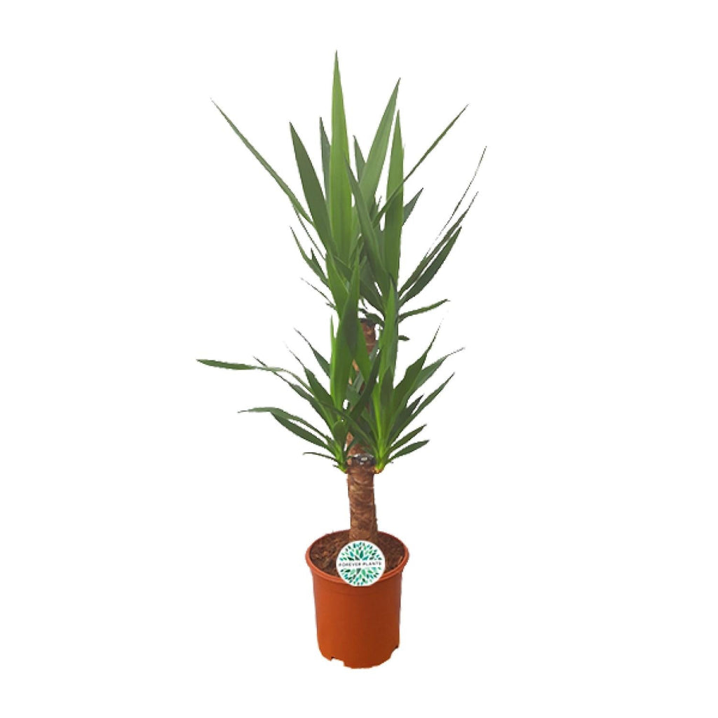 Palmlilie Yucca – 90cm Ø21cm – Pflegeleichte Zimmerpflanze mit schwertförmigen Blättern – Robuste Grünpflanze für helle & halbschattige Standorte-0