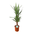 Palmlilie Yucca – 90cm Ø21cm – Pflegeleichte Zimmerpflanze mit schwertförmigen Blättern – Robuste Grünpflanze für helle & halbschattige Standorte-0