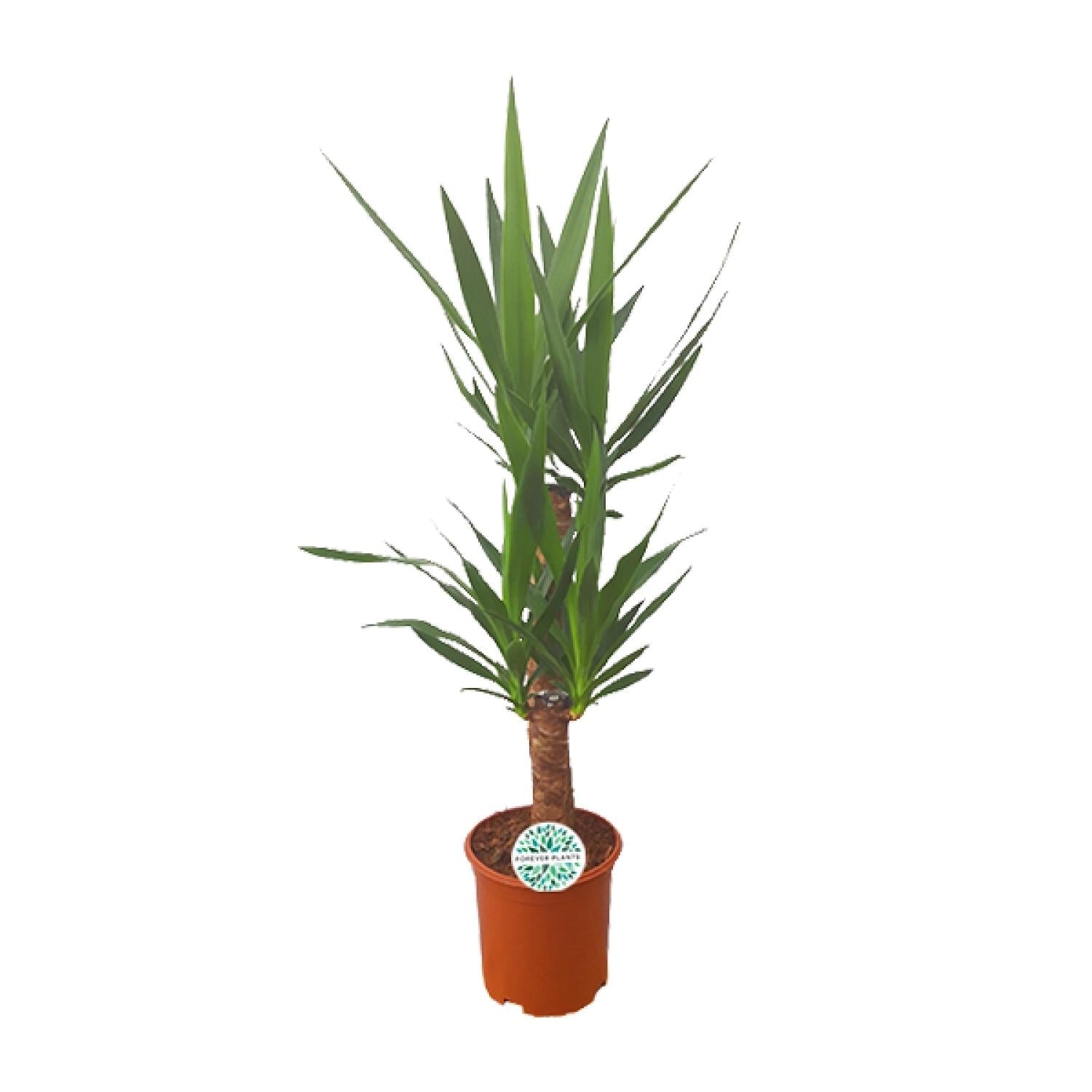 Palmlilie Yucca – 90cm Ø21cm – Pflegeleichte Zimmerpflanze mit schwertförmigen Blättern – Robuste Grünpflanze für helle & halbschattige Standorte-0