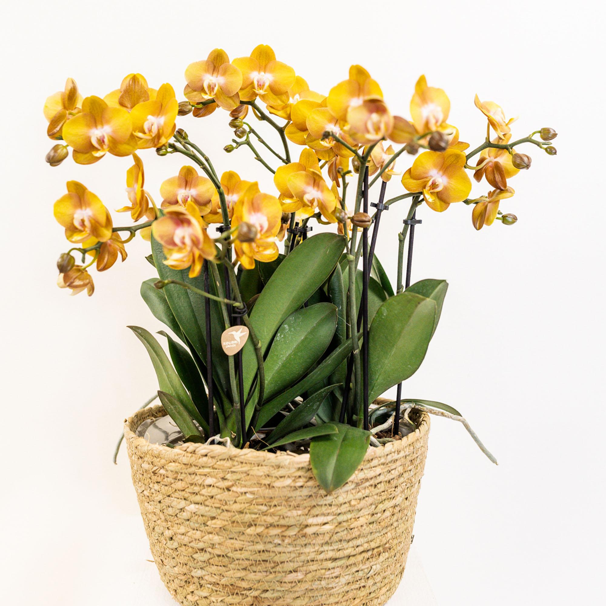 Orange Orchideen-Set im Baumwollkorb – 3 Orchideen Las Vegas Ø12cm Mit autarkem Wassertank & Dochtsystem Rhipsalis & Tillandsie Pflegeleicht & dekorativ-0