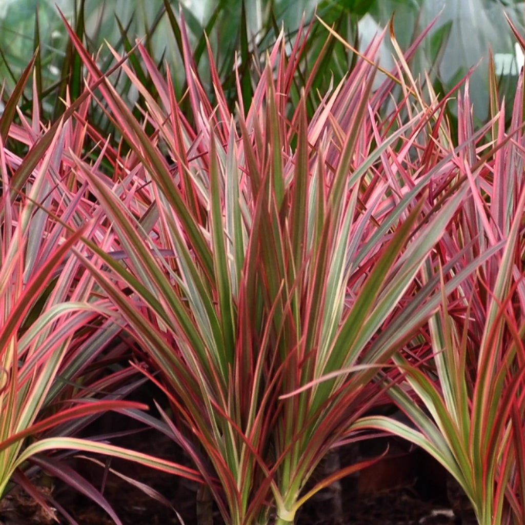 Dracaena Magenta – Drachenbaum – 21cm – Höhe 90-100cm – Pflegeleichte rot – grüne Zimmerpflanze mit dekorativen Stämmen für Wohnzimmer und Büro
