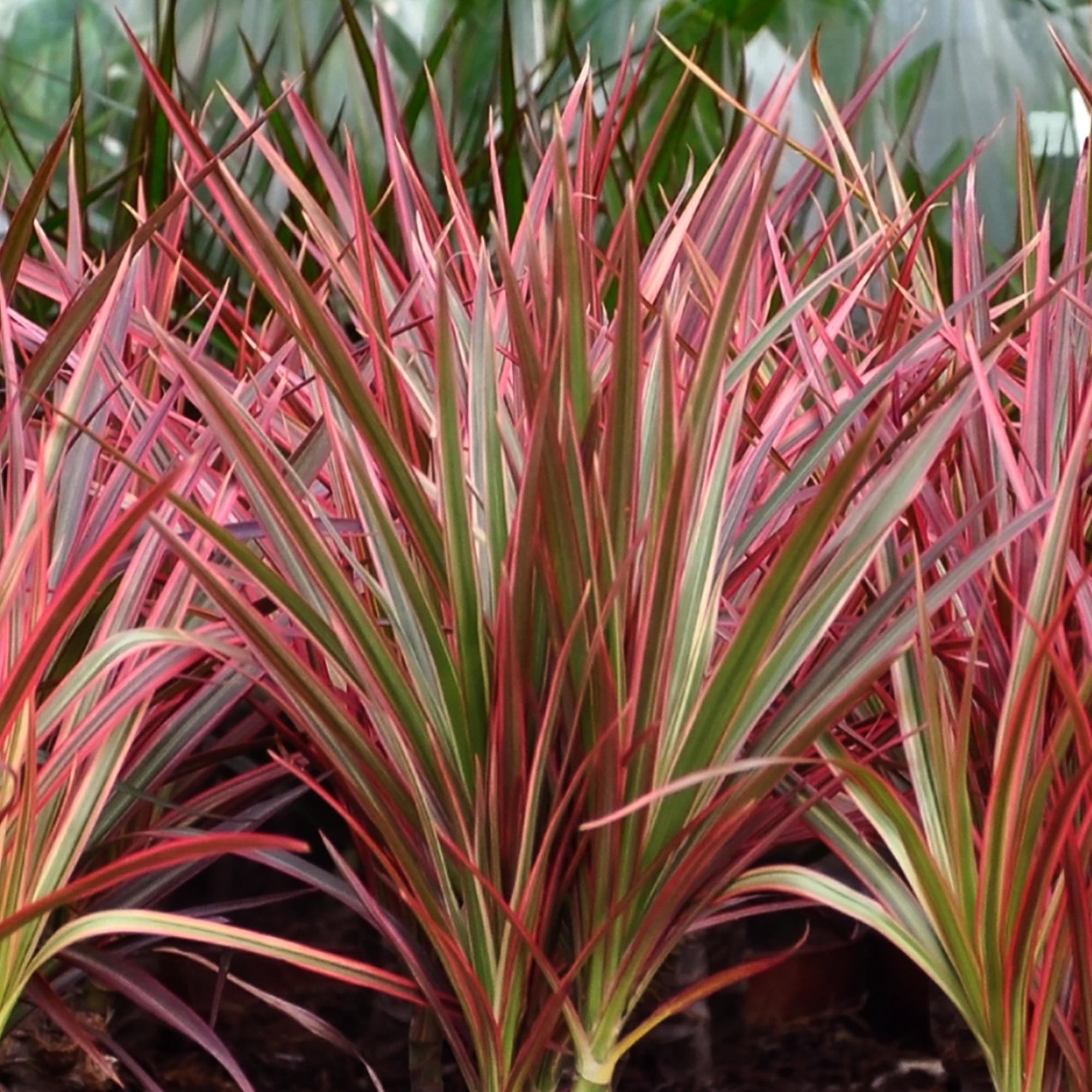Dracaena Magenta – Drachenbaum – 21cm – Höhe 90-100cm – Pflegeleichte rot – grüne Zimmerpflanze mit dekorativen Stämmen für Wohnzimmer und Büro