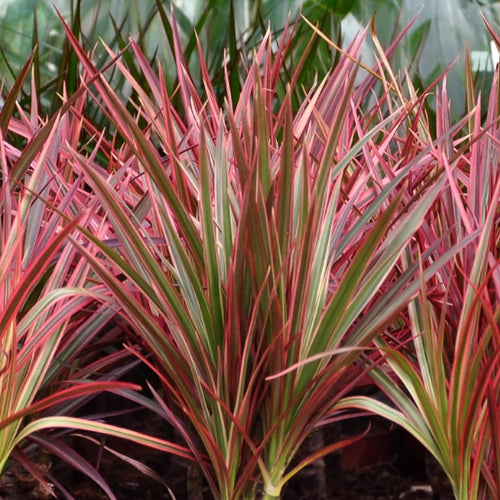 Dracaena Magenta – Drachenbaum – 21cm – Höhe 90-100cm – Pflegeleichte rot – grüne Zimmerpflanze mit dekorativen Stämmen für Wohnzimmer und Büro