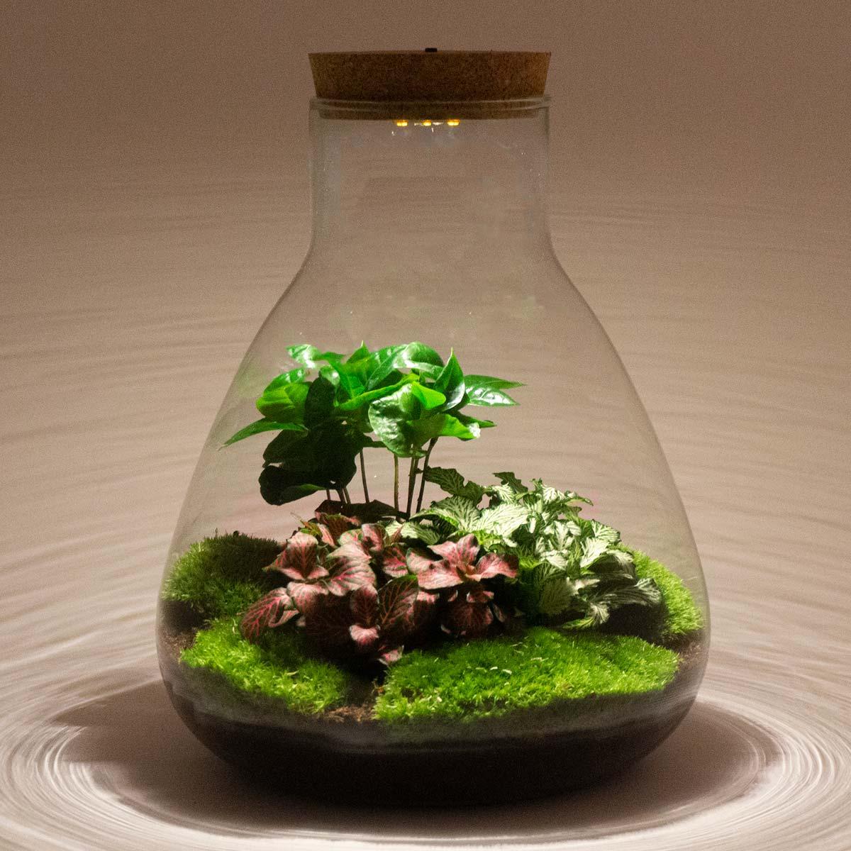 Flaschengarten Sam Calathea mit LED – DIY Bausatz Terrarium – ↕30cm – Do It Yourself Pflanzen – Set – Autarkes Mini – Ökosystem-4