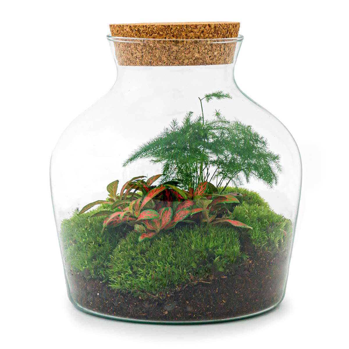 Flaschengarten Little Joe – DIY Bausatz Terrarium – ↕21,5cm – Do It Yourself Pflanzen – Set im Glas – Autarkes Mini – Ökosystem