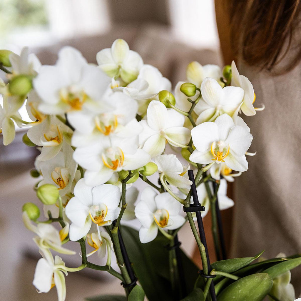 Phalaenopsis Orchidee Lausanne – Weiß – Ø12cm – 2-3 Zweige – Elegante Zimmerpflanze mit vielen Blüten – Für Wohnzimmer, Büro & Bad-1