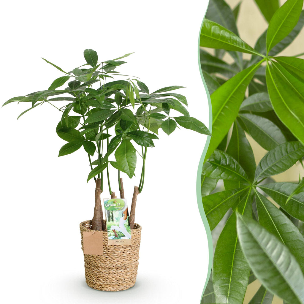 Pachira Aquatica Mehrstamm – 50-55cm – 17cm inkl. Naturkorb – Pflegeleichter Geldbaum-1