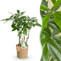 Pachira Aquatica Mehrstamm – 50-55cm – 17cm inkl. Naturkorb – Pflegeleichter Geldbaum-1