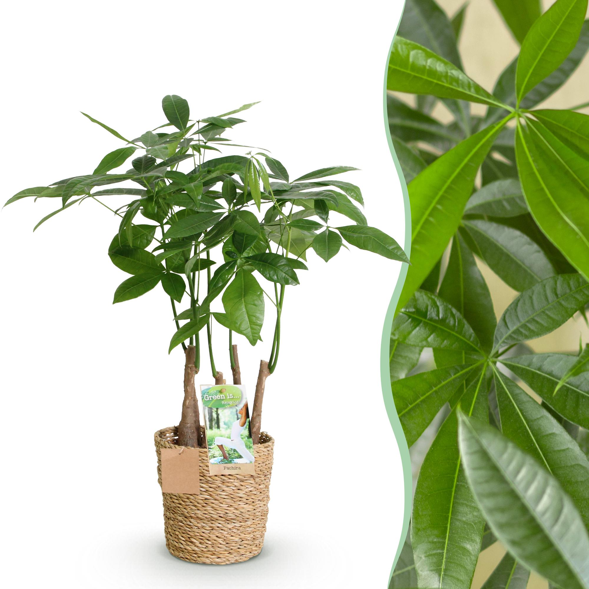 Pachira Aquatica Mehrstamm – 50-55cm – 17cm inkl. Naturkorb – Pflegeleichter Geldbaum-1