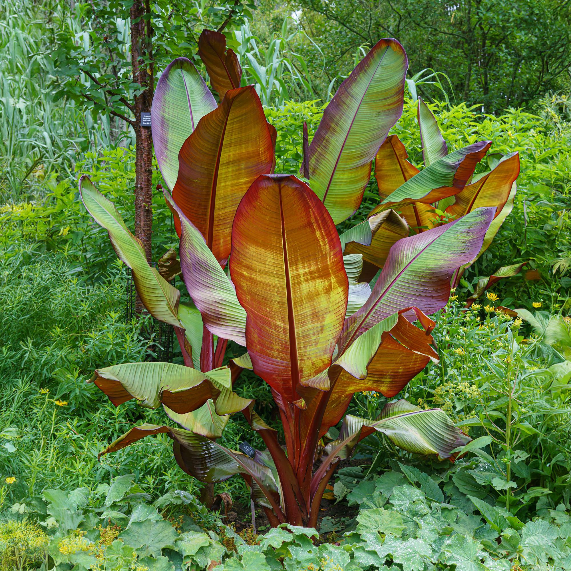 Musa Ensete Maurelli – Rote Zierbanane – Tropische Bananenpflanze mit rot-grünen Blättern – Topf 21cm ↕70-90cm-4