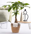 Pachira Aquatica im Korb – Ø12cm ↕45cm – Glückskastanie mit geflochtenem Stamm – Zimmerpflanze im Rattankorb – Natürlich & dekorativ – Symbol für Glück & Wohlstand-0
