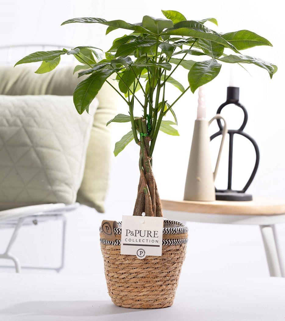 Pachira Aquatica im Korb – Ø12cm ↕45cm – Glückskastanie mit geflochtenem Stamm – Zimmerpflanze im Rattankorb – Natürlich & dekorativ – Symbol für Glück & Wohlstand-0