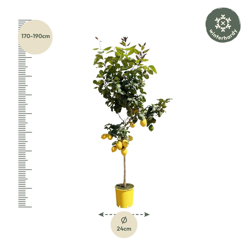 Zitronenbaum – Citrus limon – ca. 150cm hoch – Ø24cm – duftende Blüten & essbare Zitronen – immergrüne Zimmer – & Terrassenpflanze-1