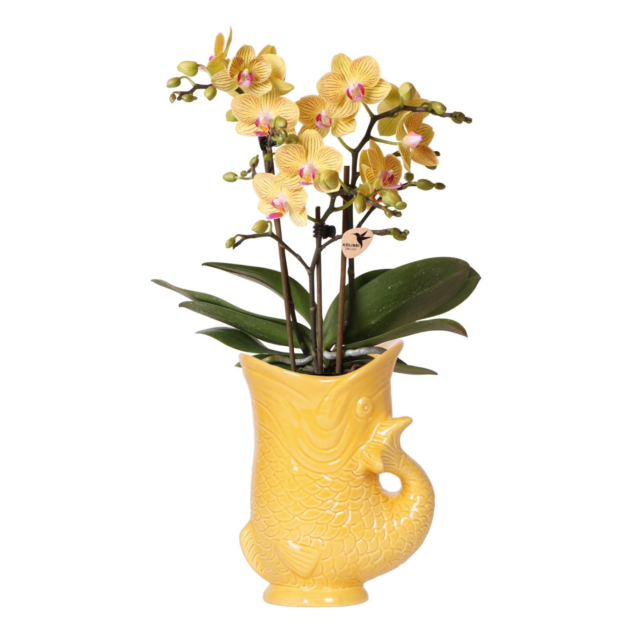 Gelbe Orchidee Lima + Zierübertopf Fisch – Topf Ø9cm – Blühende Zimmerpflanze – Frisch vom Züchter-0