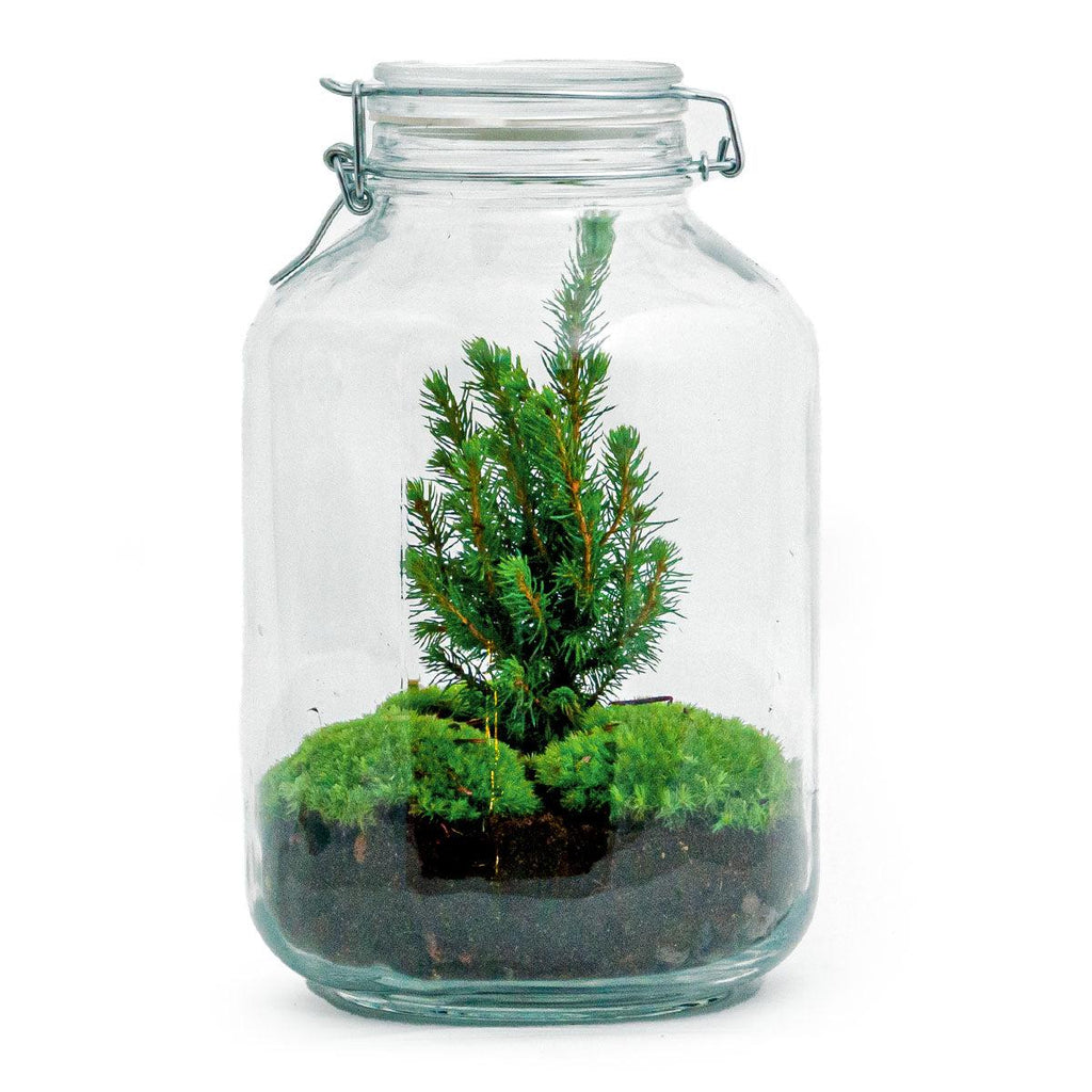 Flaschengarten Christmas – DIY Bausatz Terrarium – ↕28cm – Do – It – Yourself Weihnachts – Terrarium – Mit Mini – Weihnachtsbaum & Moos-0