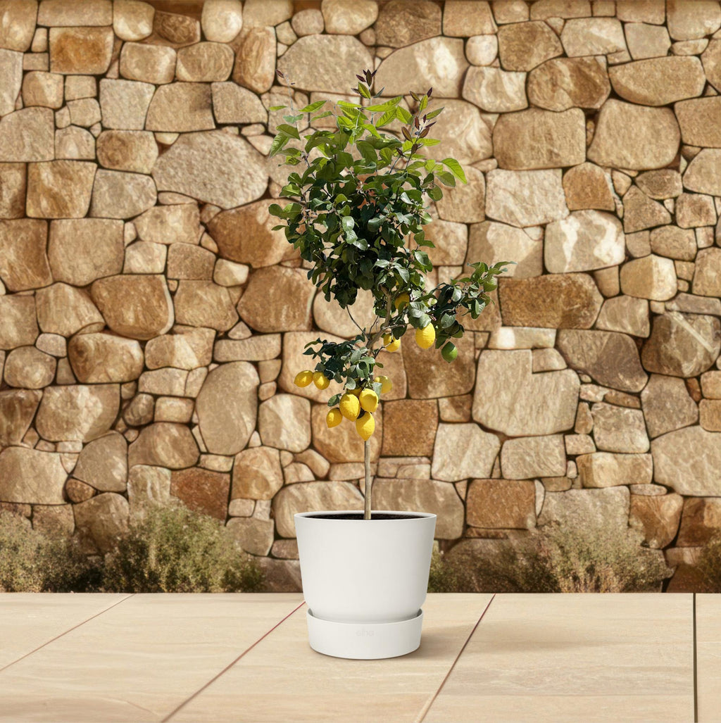 Zitronenbaum – Citrus limon – ca. 150cm hoch – Ø24cm – duftende Blüten & essbare Zitronen – immergrüne Zimmer – & Terrassenpflanze-3