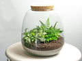 Flaschengarten Terrarium Emma Mini DIY Bausatz – Ø19cm x ↑20cm – Pflanzenterrarium mit Fittonia White Tiger & Farn – Nachhaltiger Mini-0