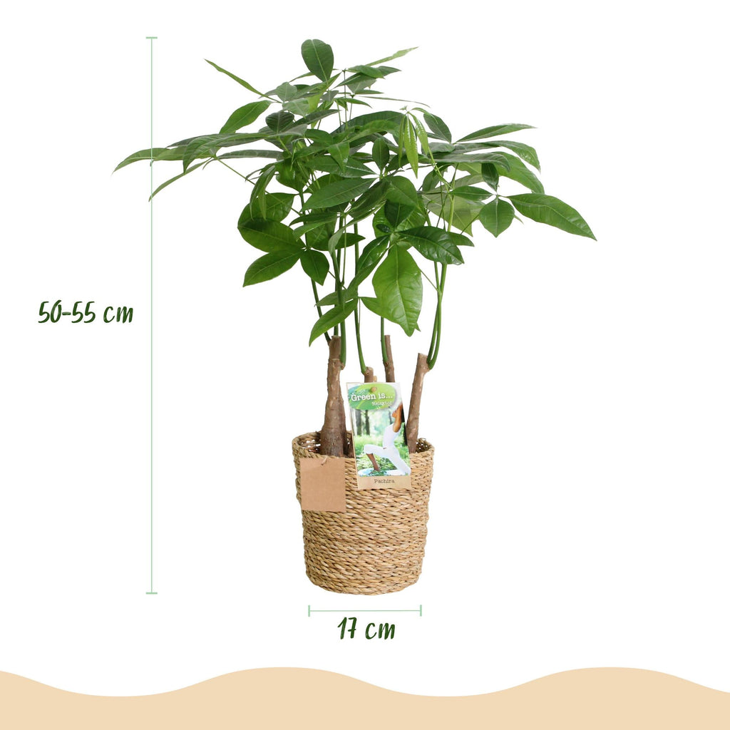 Pachira Aquatica Mehrstamm – 50-55cm – 17cm inkl. Naturkorb – Pflegeleichter Geldbaum-2