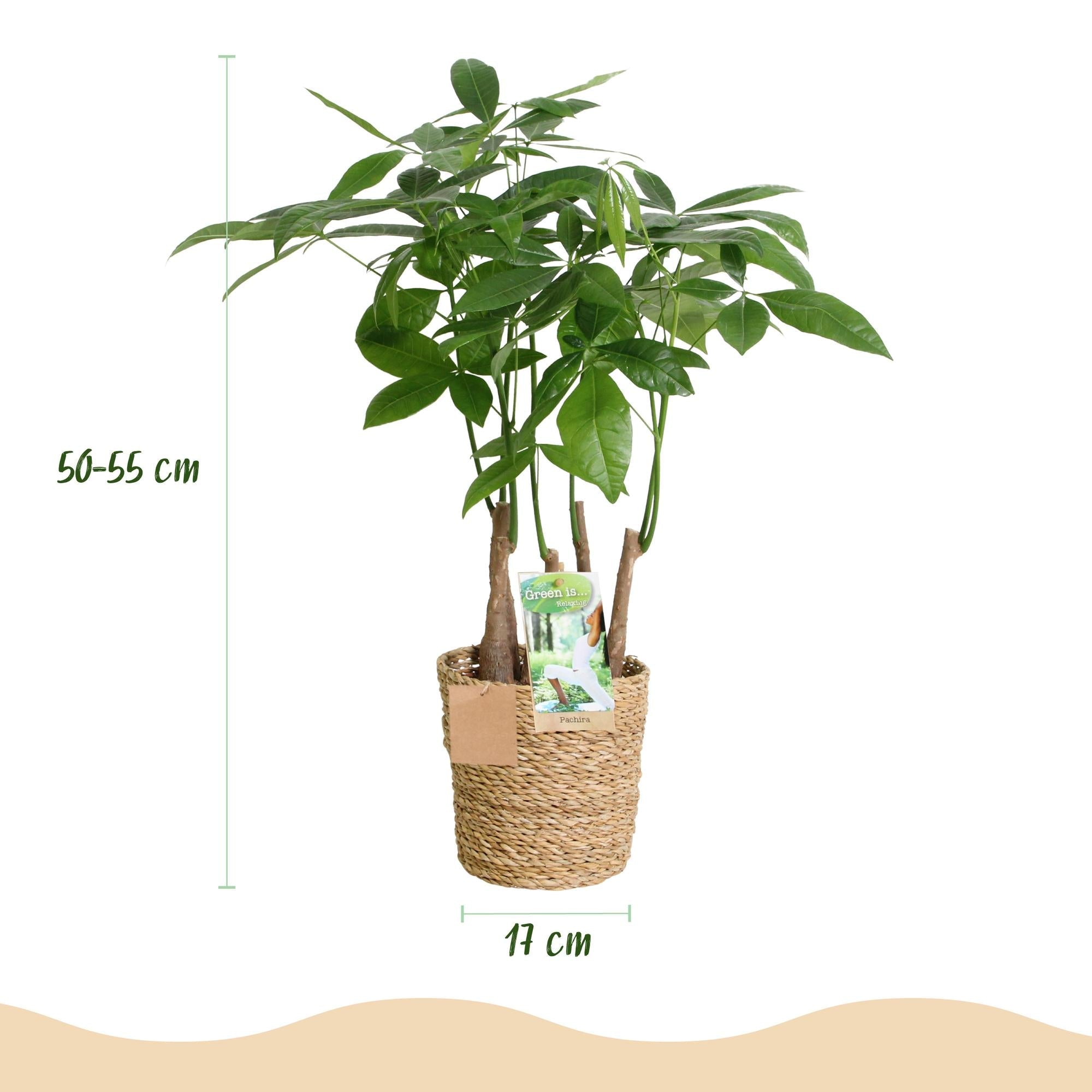 Pachira Aquatica Mehrstamm – 50-55cm – 17cm inkl. Naturkorb – Pflegeleichter Geldbaum-2
