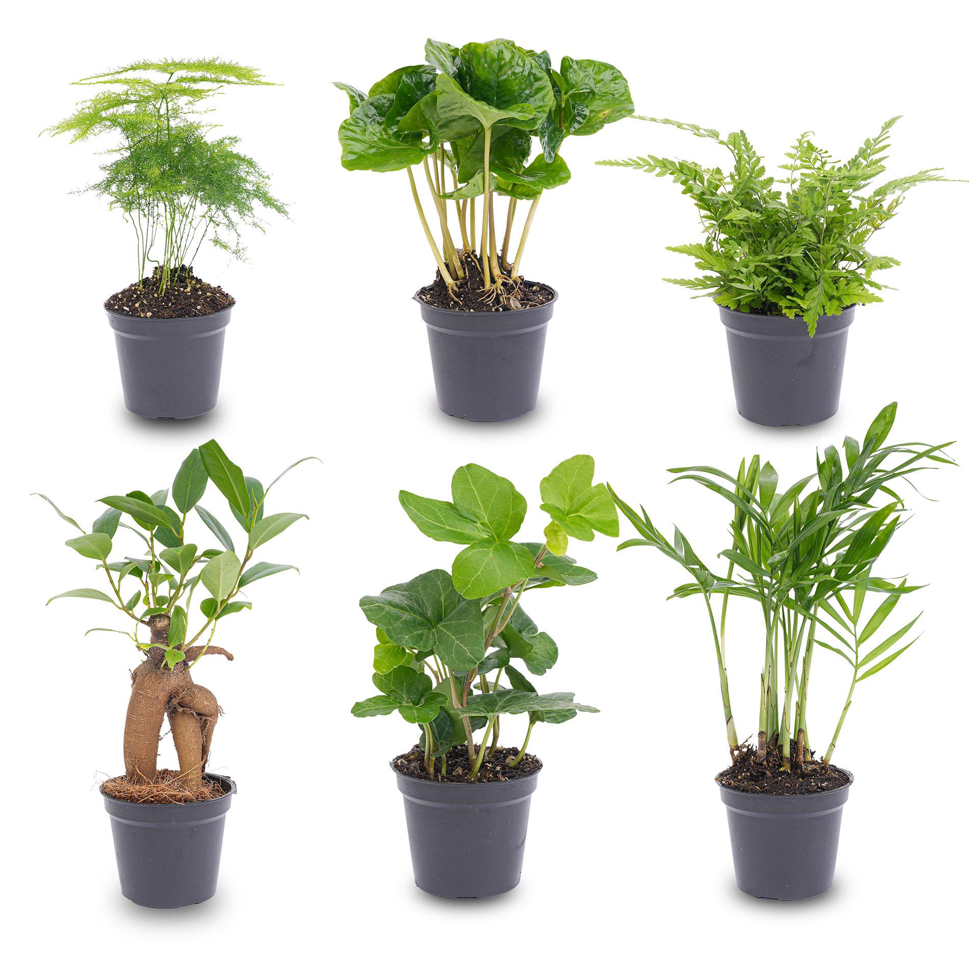Pflanzenset Grün – 6 Zimmerpflanzen Ø6cm – Mix aus Asparagus, Coffea Arabica, Farn, Ficus Ginseng, Efeu & Bergpalme-0