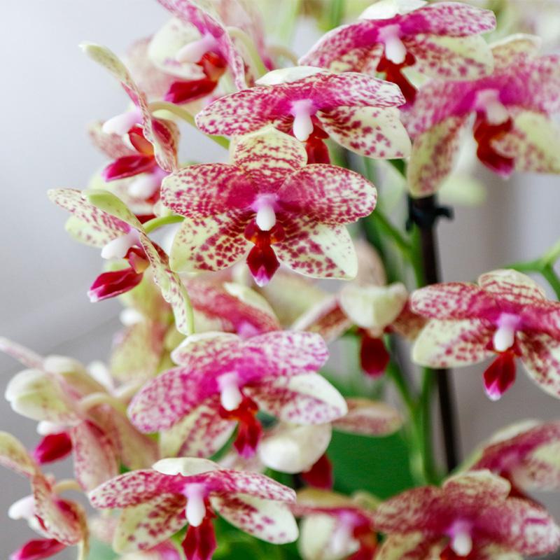 Orange – Gelbe Phalaenopsis Orchidee – Grosseto – Ø9cm – Exotische Blühende Zimmerpflanze mit 2-3 kräftigen Trieben-1