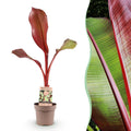 Musa Ensete Maurelli – Rote Zierbanane – Tropische Bananenpflanze mit rot-grünen Blättern – Topf 21cm ↕70-90cm-0