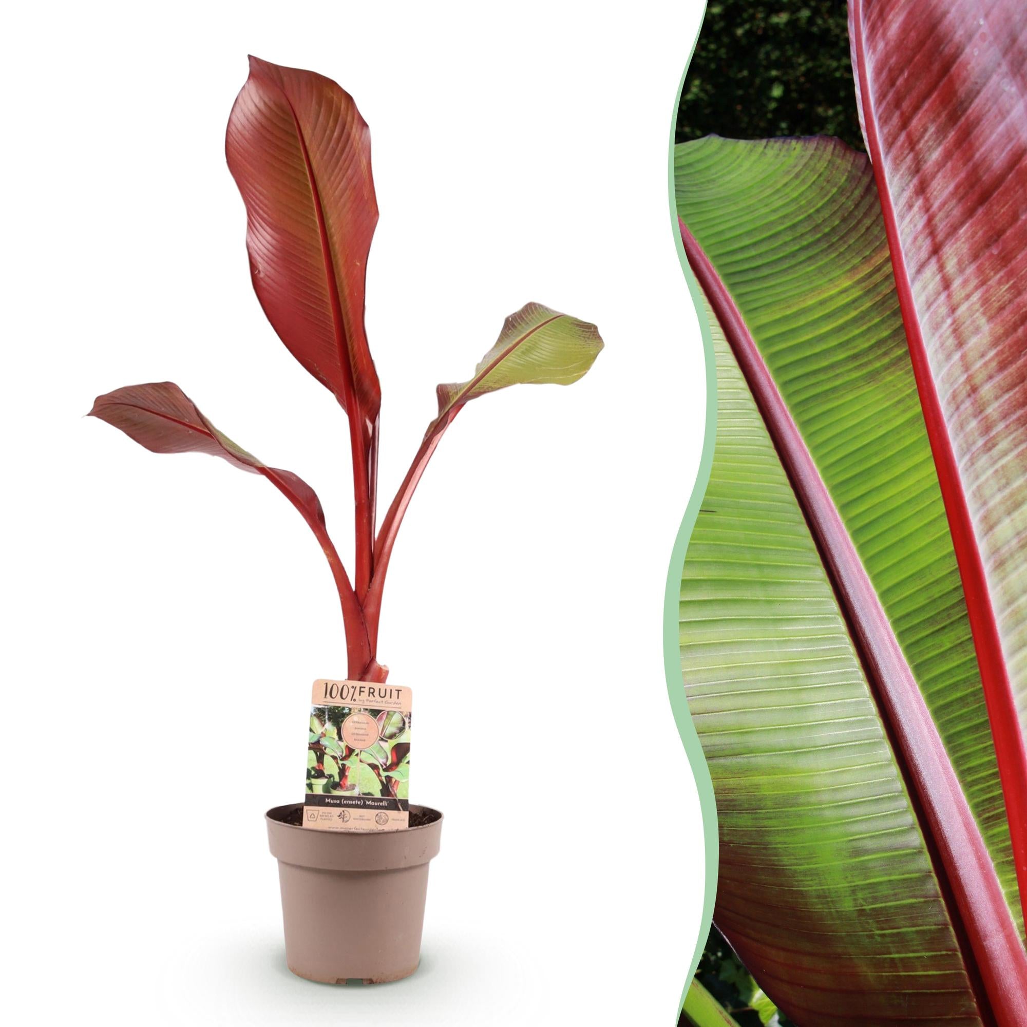 Musa Ensete Maurelli – Rote Zierbanane – Tropische Bananenpflanze mit rot-grünen Blättern – Topf 21cm ↕70-90cm-0