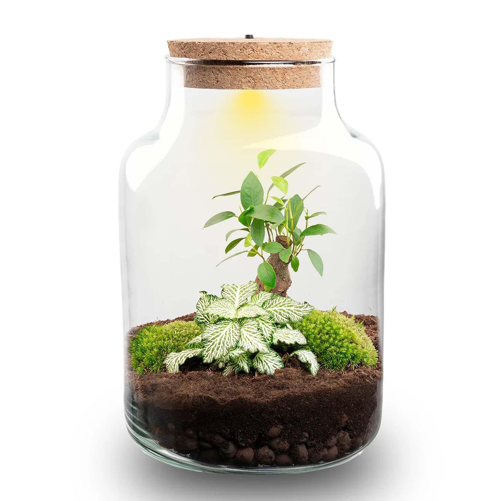 Flaschengarten DIY Bausatz – Terrarium Little Milky mit LED – Kork – Ø17cm x H25cm – Selbstversorgendes Mini – Ökosystem-0