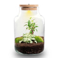 Flaschengarten DIY Bausatz – Terrarium Little Milky mit LED – Kork – Ø17cm x H25cm – Selbstversorgendes Mini – Ökosystem-0