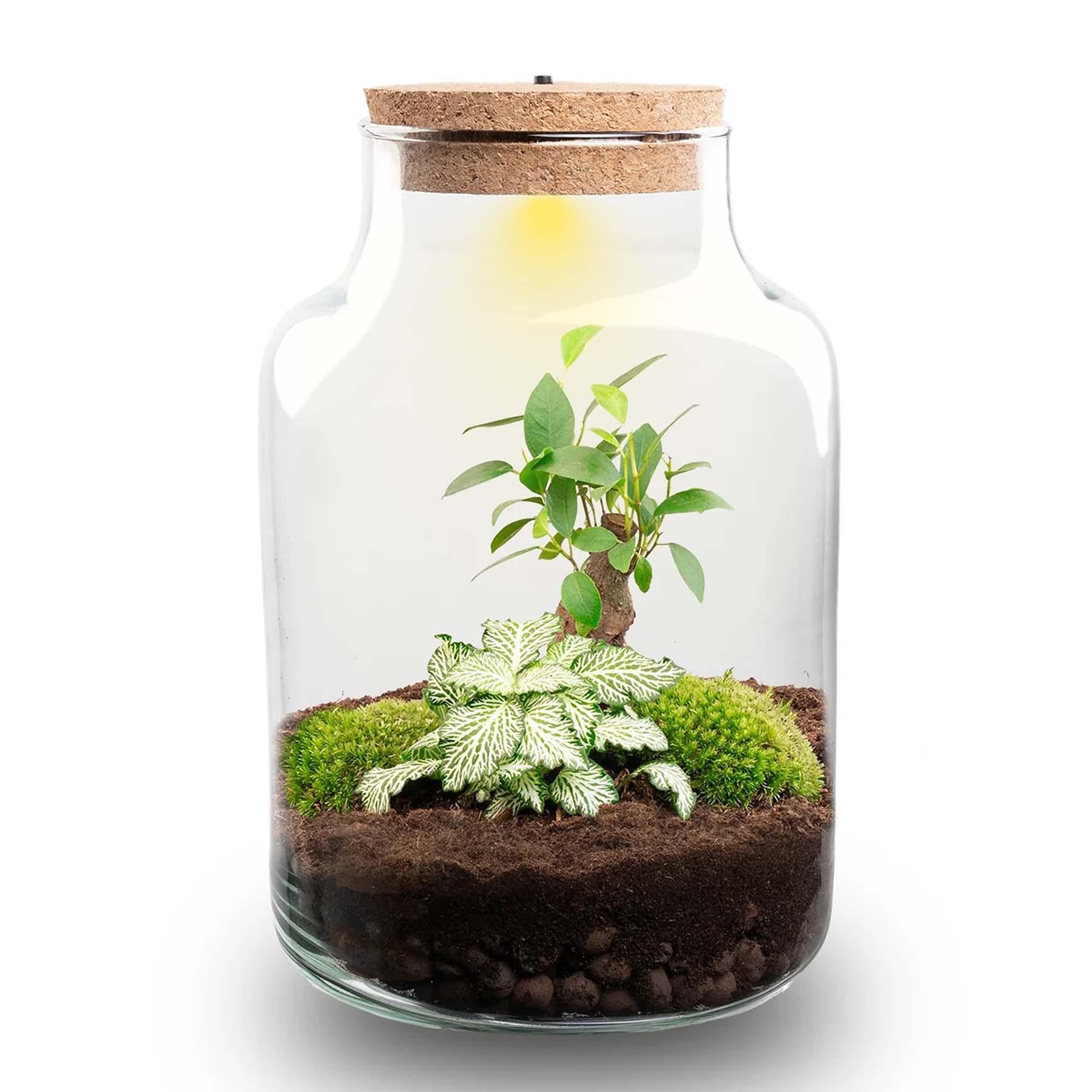 Flaschengarten DIY Bausatz – Terrarium Little Milky mit LED – Kork – Ø17cm x H25cm – Selbstversorgendes Mini – Ökosystem-0