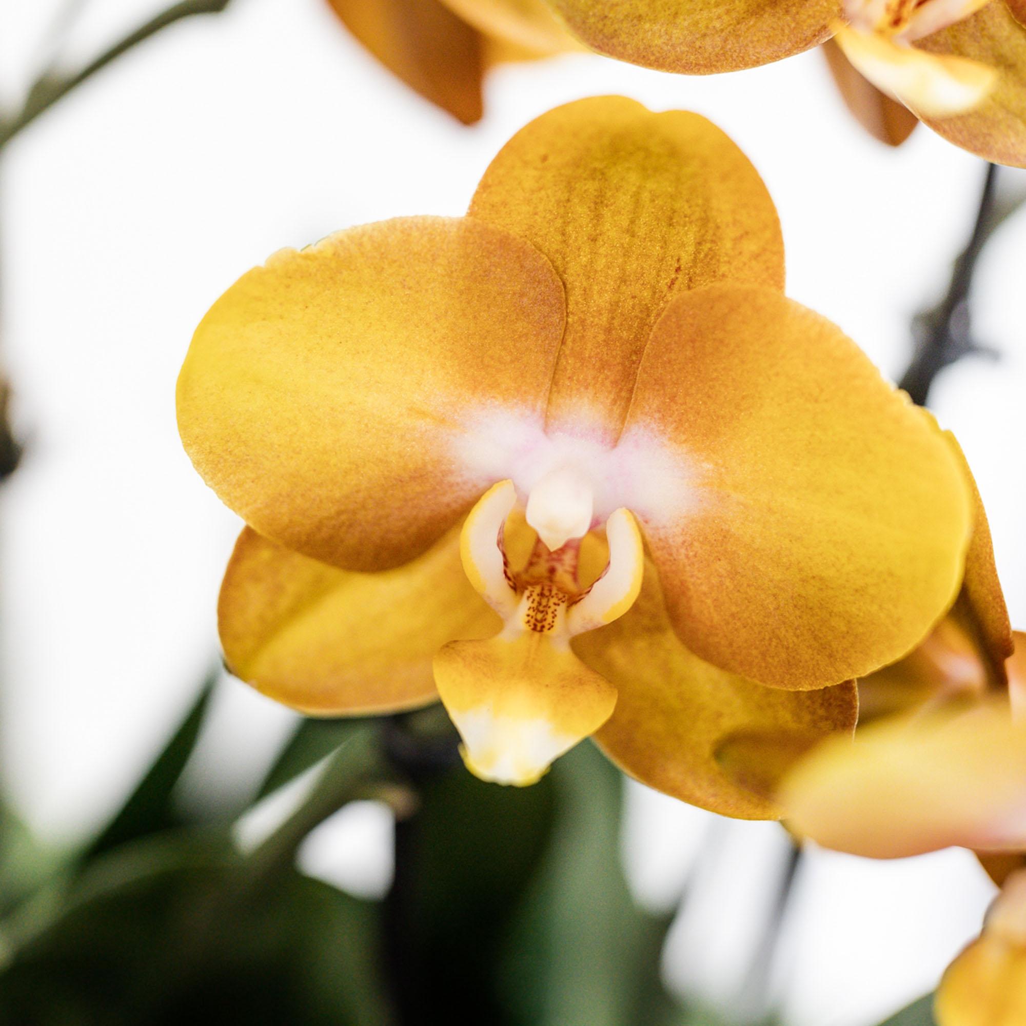 Orange Orchideen-Set im Baumwollkorb – 3 Orchideen Las Vegas Ø12cm Mit autarkem Wassertank & Dochtsystem Rhipsalis & Tillandsie Pflegeleicht & dekorativ-3