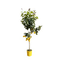 Zitronenbaum – Citrus limon – ca. 150cm hoch – Ø24cm – duftende Blüten & essbare Zitronen – immergrüne Zimmer – & Terrassenpflanze-0