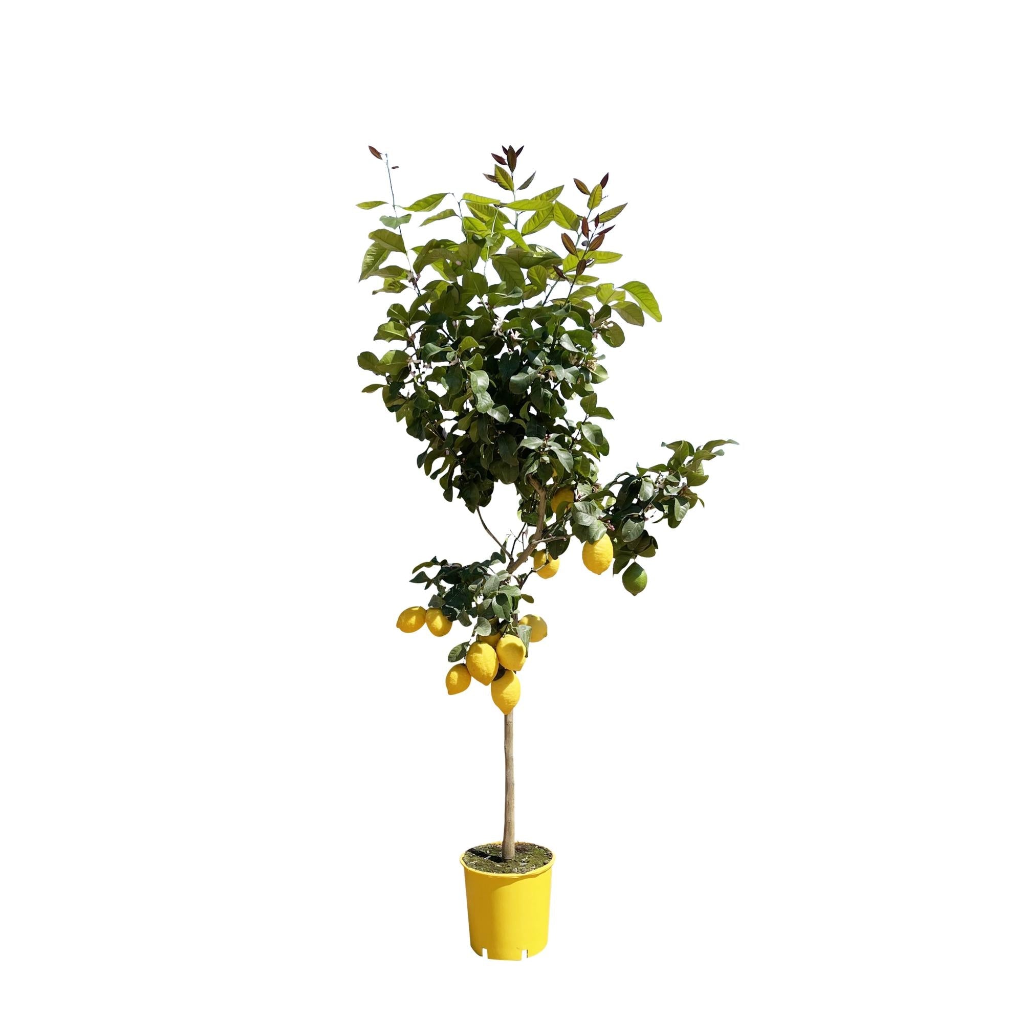 Zitronenbaum – Citrus limon – ca. 150cm hoch – Ø24cm – duftende Blüten & essbare Zitronen – immergrüne Zimmer – & Terrassenpflanze-0