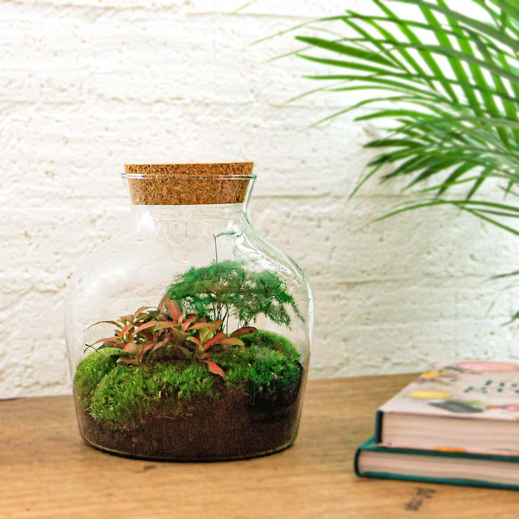 Flaschengarten Little Joe – DIY Bausatz Terrarium – ↕21,5cm – Do It Yourself Pflanzen – Set im Glas – Autarkes Mini – Ökosystem