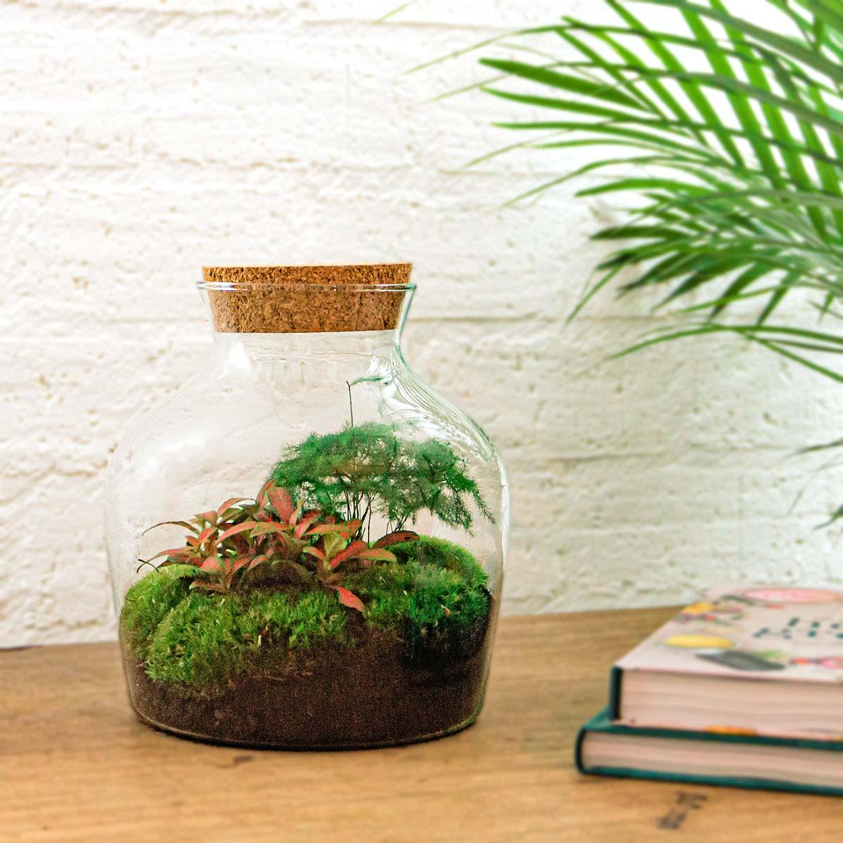 Flaschengarten Little Joe – DIY Bausatz Terrarium – ↕21,5cm – Do It Yourself Pflanzen – Set im Glas – Autarkes Mini – Ökosystem
