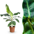 Bananenpflanze Musa acuminata Dwarf Cavendish – 70-75cm – 21cm – pflegeleicht-1