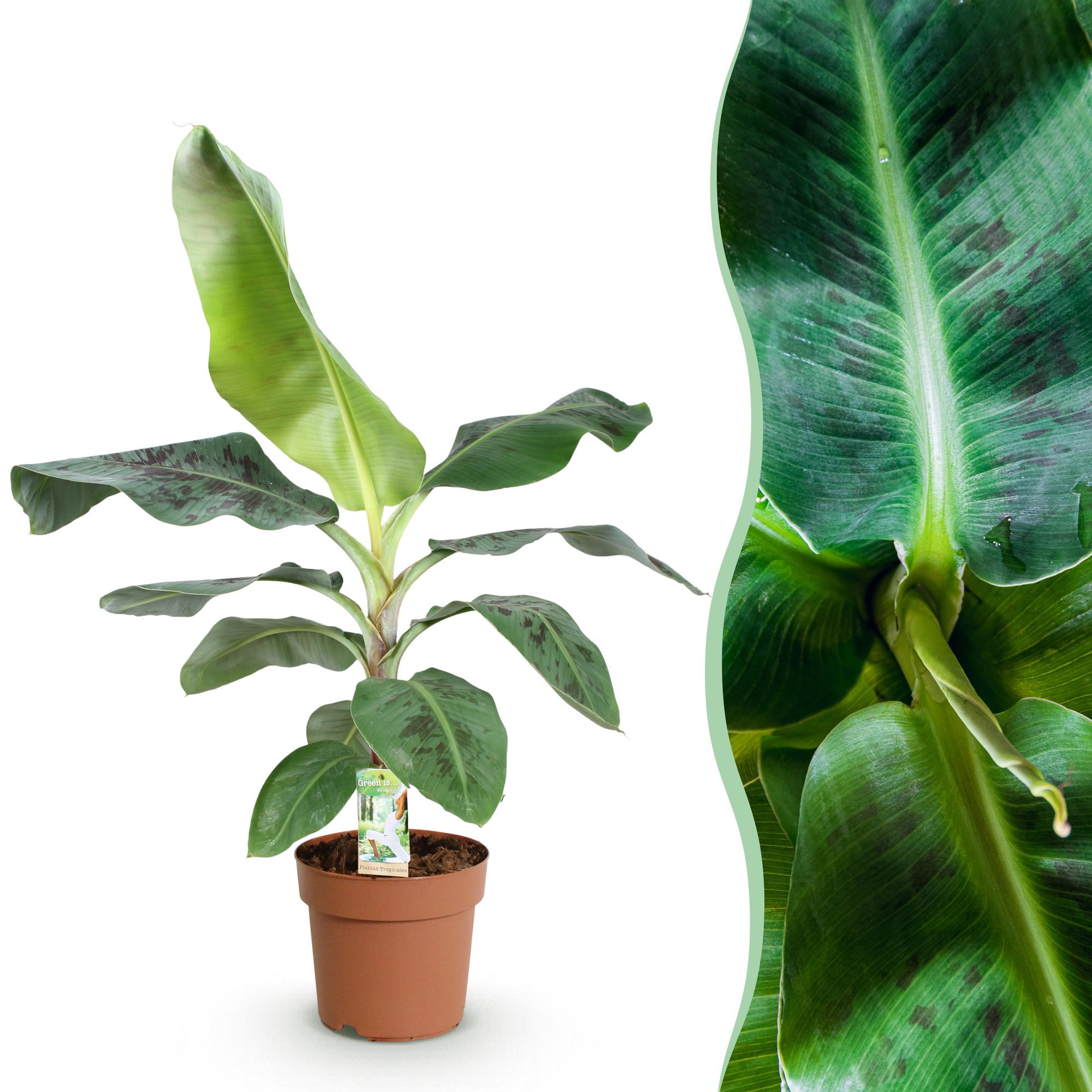Bananenpflanze Musa acuminata Dwarf Cavendish – 70-75cm – 21cm – pflegeleicht-1