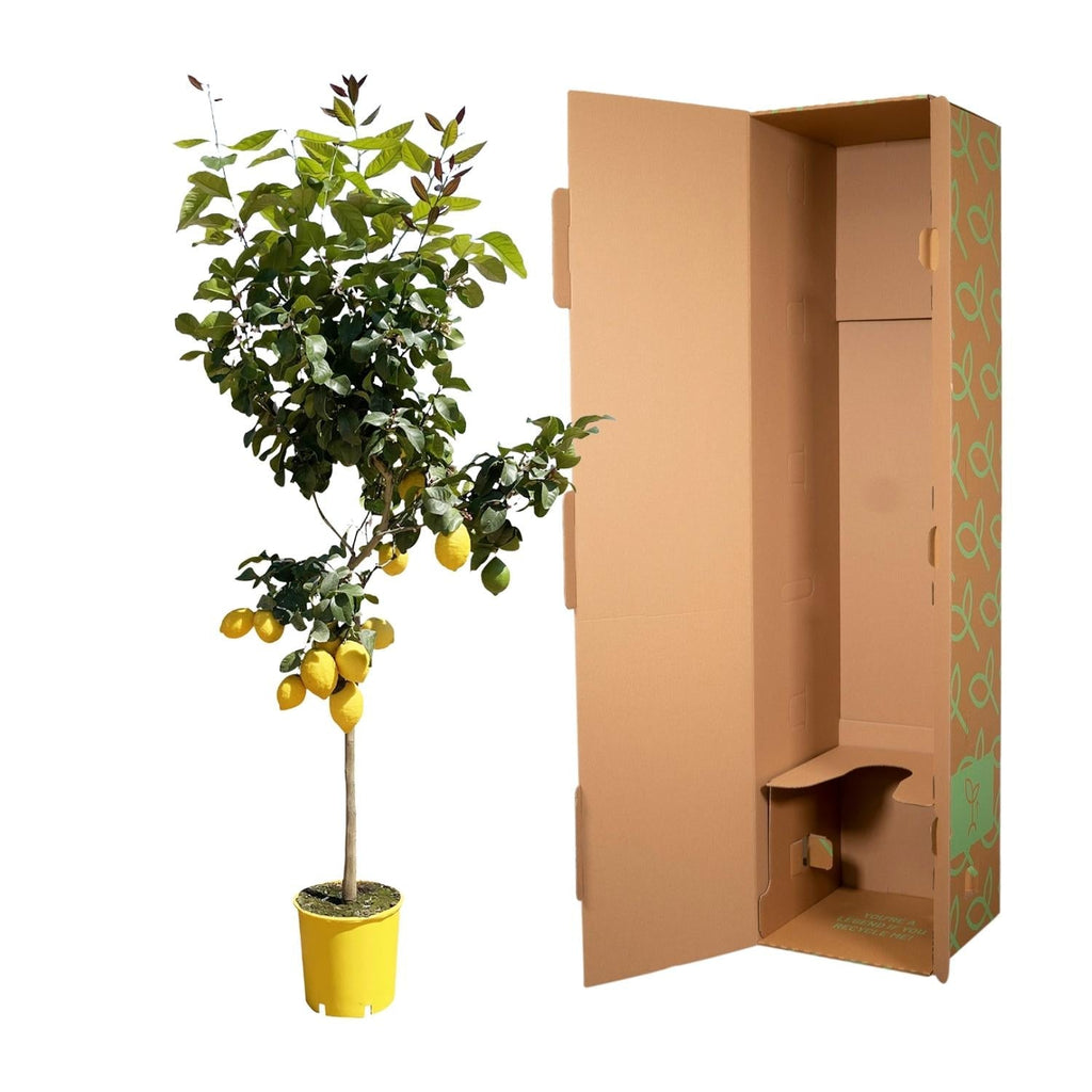Zitronenbaum – Citrus limon – ca. 150cm hoch – Ø24cm – duftende Blüten & essbare Zitronen – immergrüne Zimmer – & Terrassenpflanze-2