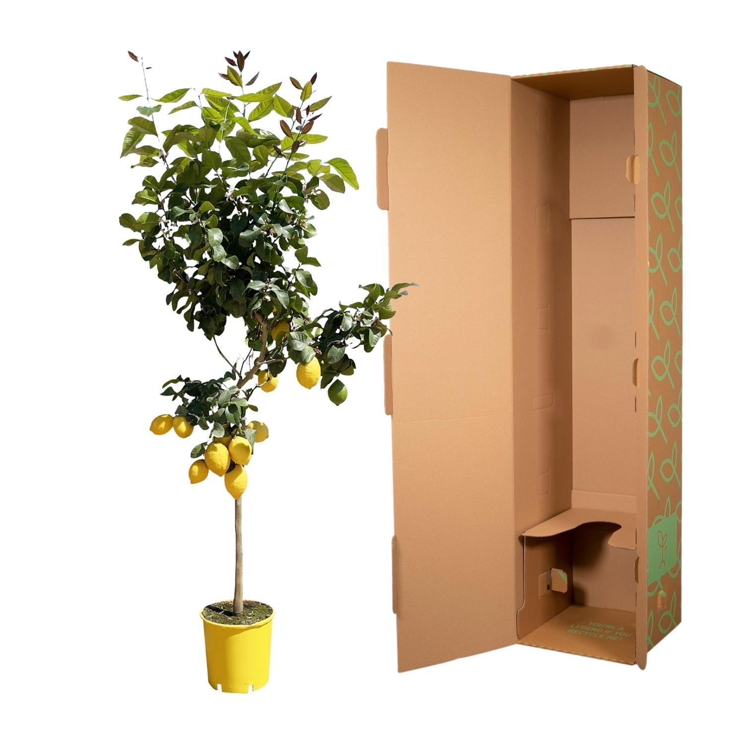 Zitronenbaum – Citrus limon – ca. 150cm hoch – Ø24cm – duftende Blüten & essbare Zitronen – immergrüne Zimmer – & Terrassenpflanze-2