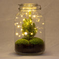 Flaschengarten Christmas – DIY Bausatz Terrarium – ↕28cm – Do – It – Yourself Weihnachts – Terrarium – Mit Mini – Weihnachtsbaum & Moos-1