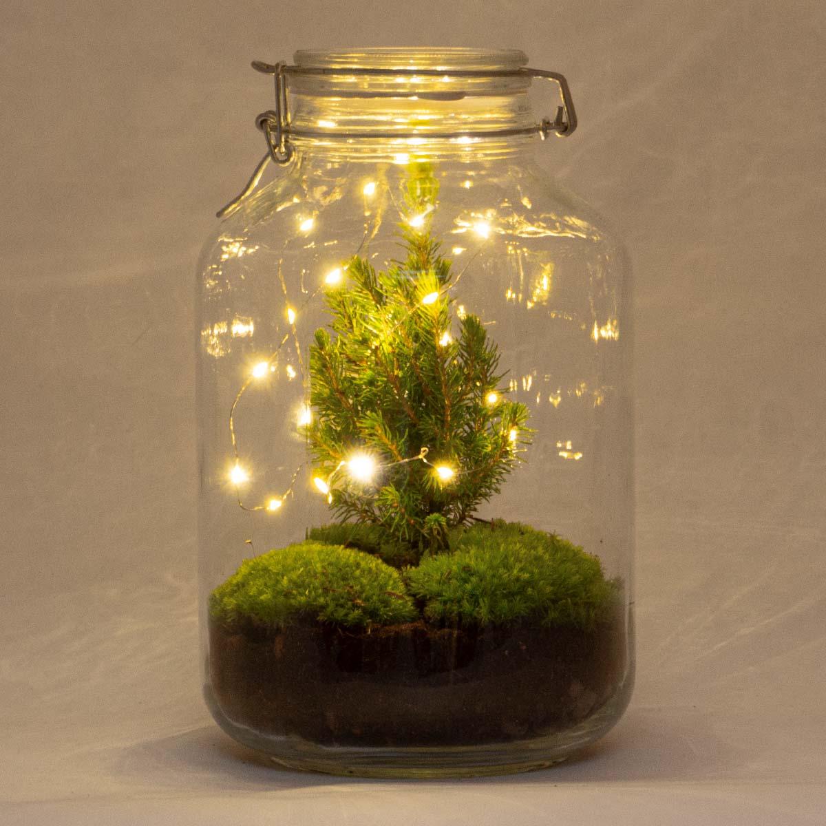 Flaschengarten Christmas – DIY Bausatz Terrarium – ↕28cm – Do – It – Yourself Weihnachts – Terrarium – Mit Mini – Weihnachtsbaum & Moos-1