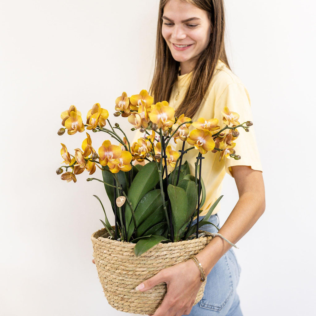Orange Orchideen-Set im Baumwollkorb – 3 Orchideen Las Vegas Ø12cm Mit autarkem Wassertank & Dochtsystem Rhipsalis & Tillandsie Pflegeleicht & dekorativ-2