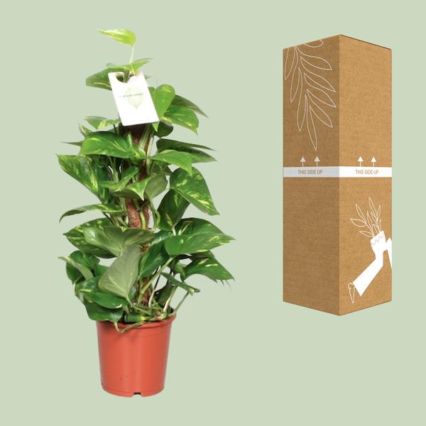 Efeutute Epipremnum Scindapsus Pinnatum – Goldene Efeutute am Moosstock – Zimmerpflanze Ø15cm ↕60cm – Herzförmige Blätter-2